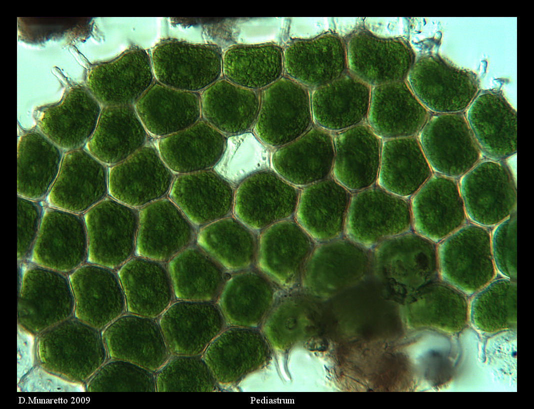 Pediastrum